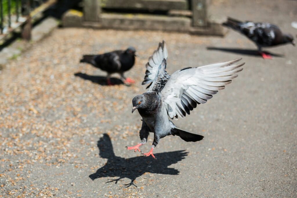 a pigeon flying towards the ground