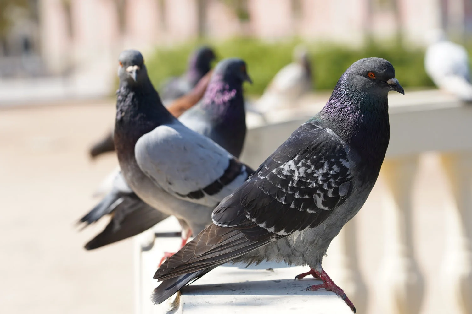 pigeons sitting in a sun