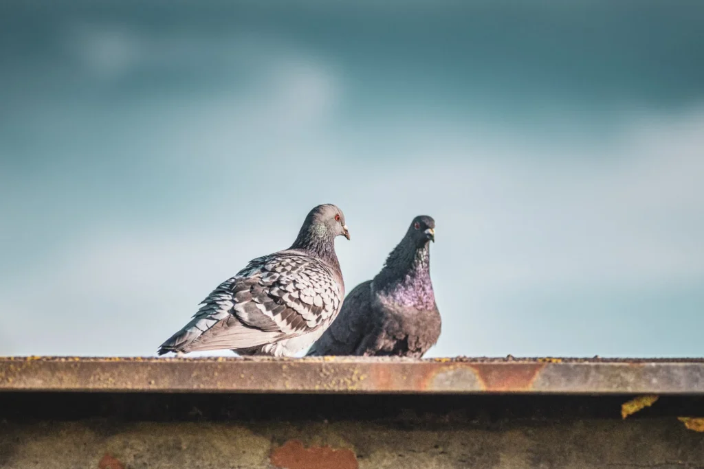 pigeons at a top of roof