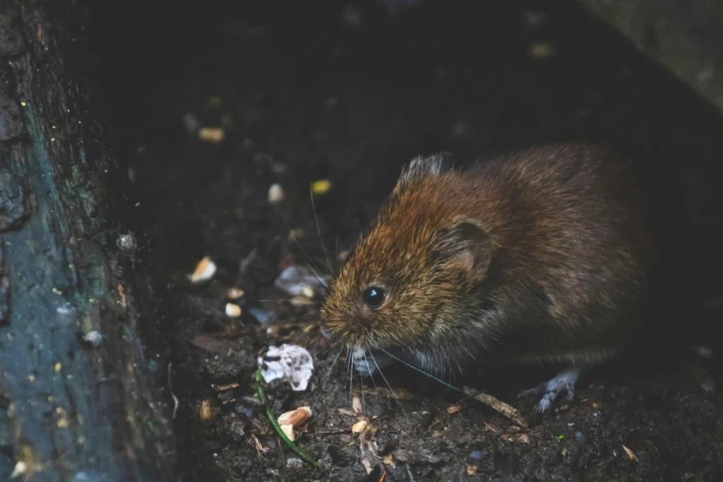 mouse in dirty place