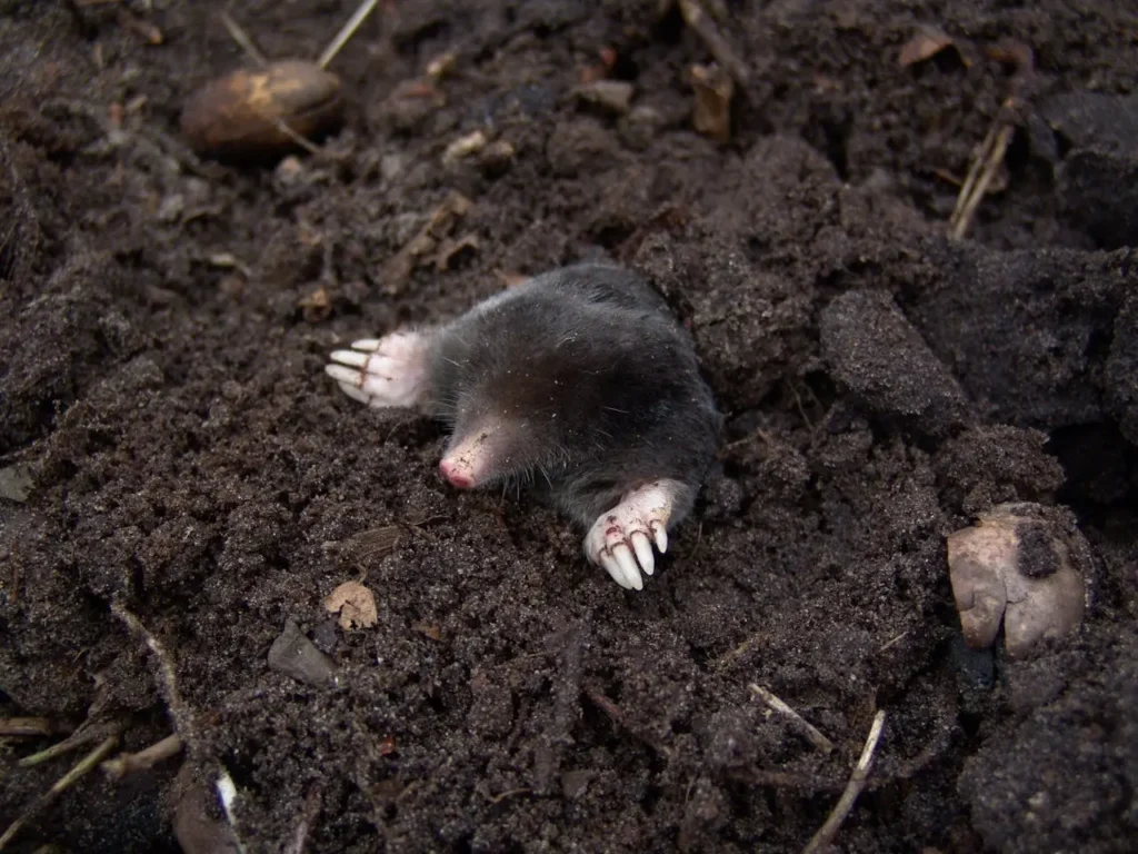 mole digging ground